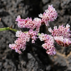 Kermėkas - Limonium pectinatum | Fotografas Gintautas Steiblys