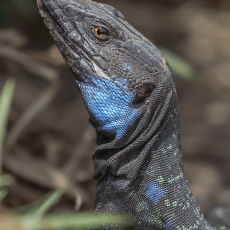 Vakarinis kanarinis driežas - Gallotia galloti ♂ | Fotografas Gintautas Steiblys