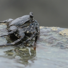 Vyšninis naguotasis krabas - Grapsus adscensionis | Fotografas Gintautas Steiblys