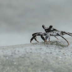 Vyšninis naguotasis krabas - Grapsus adscensionis, juv. | Fotografas Gintautas Steiblys
