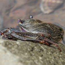 Vyšninis naguotasis krabas - Grapsus adscensionis | Fotografas Gintautas Steiblys