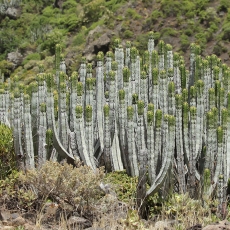 Kanarinė karpažolė - Euphorbia canariensis | Fotografas Gintautas Steiblys