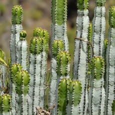 Kanarinė karpažolė - Euphorbia canariensis | Fotografas Gintautas Steiblys