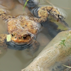 Pilkoji rupūžė - Bufo bufo | Fotografas Gintautas Steiblys