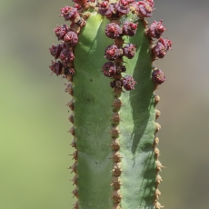 Kanarinė karpažolė - Euphorbia canariensis | Fotografas Gintautas Steiblys