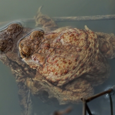 Pilkoji rupūžė - Bufo bufo | Fotografas Gintautas Steiblys