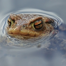Pilkoji rupūžė - Bufo bufo | Fotografas Gintautas Steiblys