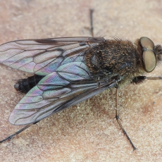 Pentinuotė - Thereva occulta ♂ | Fotografas Gintautas Steiblys