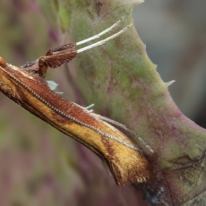 Kaloptilija - Caloptilia aurantiaca | Fotografas Gintautas Steiblys