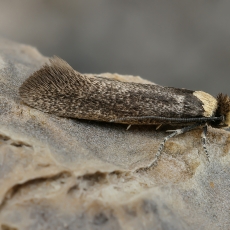 Kandis - Metatinea immaculatella | Fotografas Gintautas Steiblys