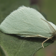 Žaliasprindis - Microloxia simonyi | Fotografas Gintautas Steiblys