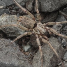 Plokščiapilvis - Nomisia sp. | Fotografas Gintautas Steiblys