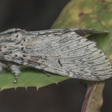 Dviuodegis - Cerura delavoiei ssp. canariensis | Fotografas Gintautas Steiblys