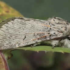 Dviuodegis - Cerura delavoiei ssp. canariensis | Fotografas Gintautas Steiblys