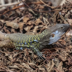 Vakarinis kanarinis driežas - Gallotia galloti ♂ | Fotografas Gintautas Steiblys