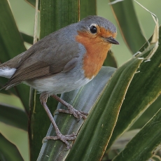 Paprastoji liepsnelė - Erithacus rubecula | Fotografas Gintautas Steiblys