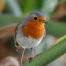 Paprastoji liepsnelė - Erithacus rubecula | Fotografas Gintautas Steiblys
