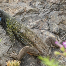 Vakarinis kanarinis driežas - Gallotia galloti ♂ | Fotografas Gintautas Steiblys