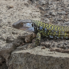 Vakarinis kanarinis driežas - Gallotia galloti ♂ | Fotografas Gintautas Steiblys