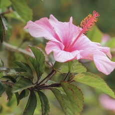 Tikroji kinrožė - Hibiscus × rosa-sinensis | Fotografas Gintautas Steiblys
