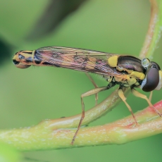 Žiedmusė - Sphaerophoria scripta ♂ | Fotografas Gintautas Steiblys