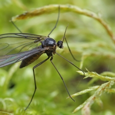 Daiginis uodelis - Sciara sp. | Fotografas Gintautas Steiblys
