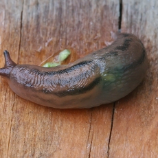 Šiltnaminis šliaužlys - Ambigolimax valentianus | Fotografas Gintautas Steiblys