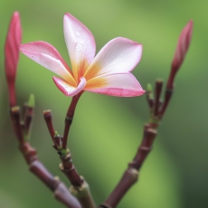 Raudonasis jostras - Plumeria rubra | Fotografas Gintautas Steiblys