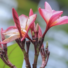 Raudonasis jostras - Plumeria rubra | Fotografas Gintautas Steiblys