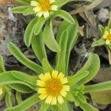 Pajūrinė žvaigždėja - Asteriscus aquaticus | Fotografas Gintautas Steiblys