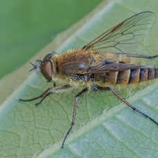 Paprastoji pentinuotė - Thereva nobilitata ♂ | Fotografas Gintautas Steiblys