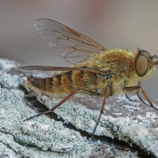 Paprastoji pentinuotė - Thereva nobilitata ♂ | Fotografas Gintautas Steiblys