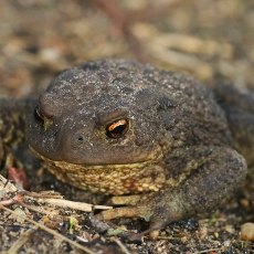 Pilkoji rupūžė - Bufo bufo | Fotografas Gintautas Steiblys