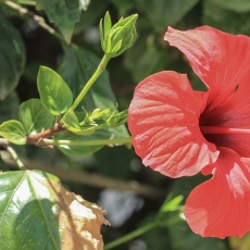 Tikroji kinrožė - Hibiscus × rosa-sinensis | Fotografas Gintautas Steiblys
