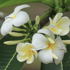 Baltažiedis raudonasis jostras - Plumeria rubra var. acutifolia | Fotografas Gintautas Steiblys