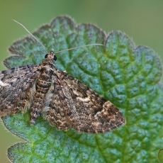 Smulkusis sprindytis - Gymnoscelis rufifasciata | Fotografas Gintautas Steiblys