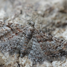 Smulkusis sprindytis - Gymnoscelis rufifasciata | Fotografas Gintautas Steiblys