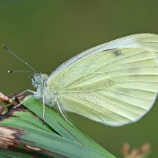 Ropinis baltukas - Pieris rapae | Fotografas Gintautas Steiblys