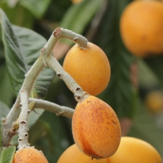 Japoninė lokva - Eriobotrya japonica | Fotografas Gintautas Steiblys
