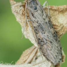 Keliaujantysis plačiasparnis ugniukas - Nomophila noctuella | Fotografas Gintautas Steiblys