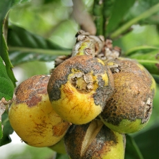 Japoninė lokva - Eriobotrya japonica | Fotografas Gintautas Steiblys