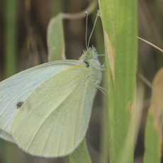 Ropinis baltukas - Pieris rapae | Fotografas Gintautas Steiblys