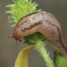 Šiltnaminis šliaužlys - Ambigolimax valentianus | Fotografas Gintautas Steiblys