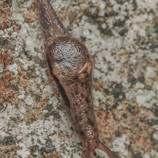 Skaidrenė - Insulivitrina lamarckii | Fotografas Gintautas Steiblys