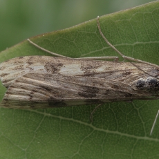 Keliaujantysis plačiasparnis ugniukas - Nomophila noctuella | Fotografas Gintautas Steiblys