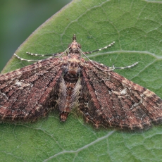 Sprindytis - Gymnoscelis insulariata | Fotografas Gintautas Steiblys