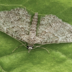 Smulkusis sprindytis - Gymnoscelis rufifasciata | Fotografas Gintautas Steiblys