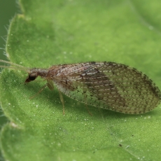 Lapasparnis - Hemerobius eatoni | Fotografas Gintautas Steiblys