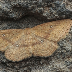 Taškasprindis - Cyclophora maderensis | Fotografas Gintautas Steiblys