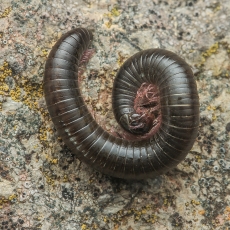 Portugalinis šimtakojis - Ommatoiulus moreleti | Fotografas Gintautas Steiblys